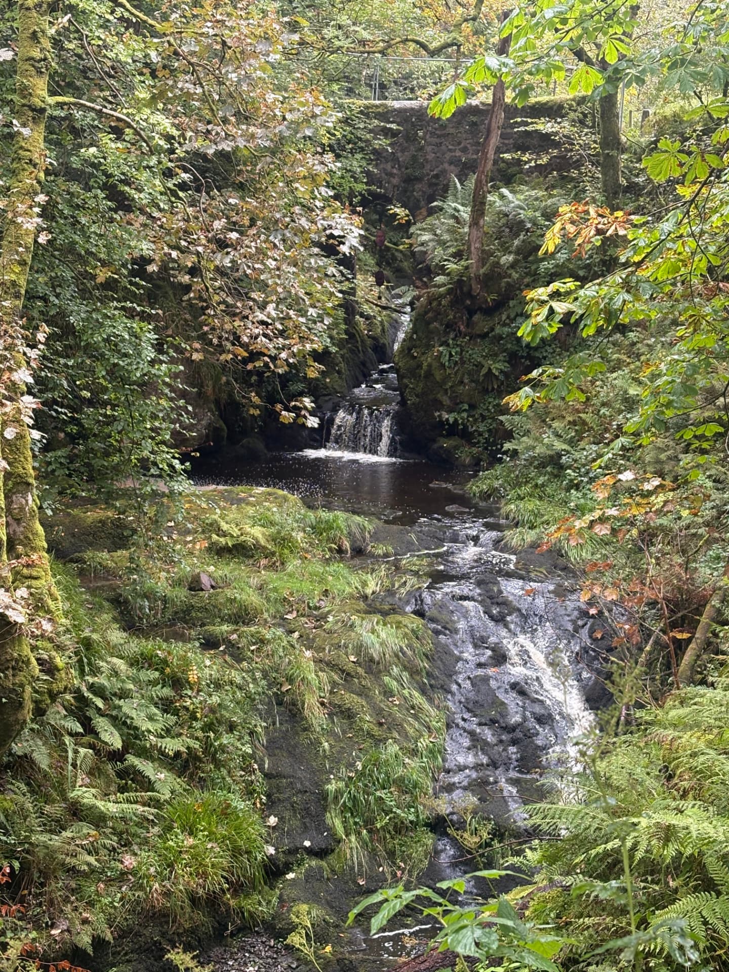 A waterfall dropping through the mossy glen at Kelburn