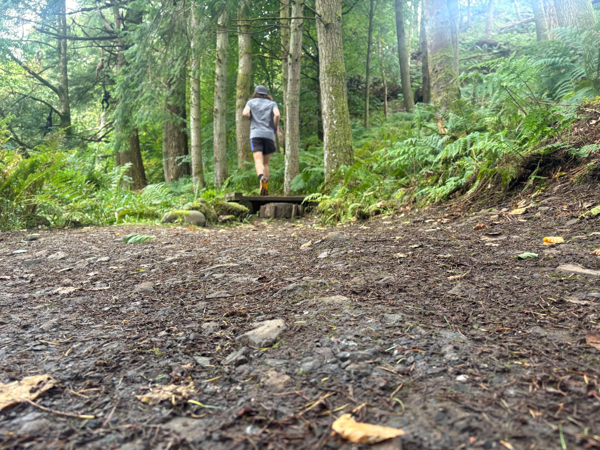 A runner cruising a forest trail through the trees at Kelburn