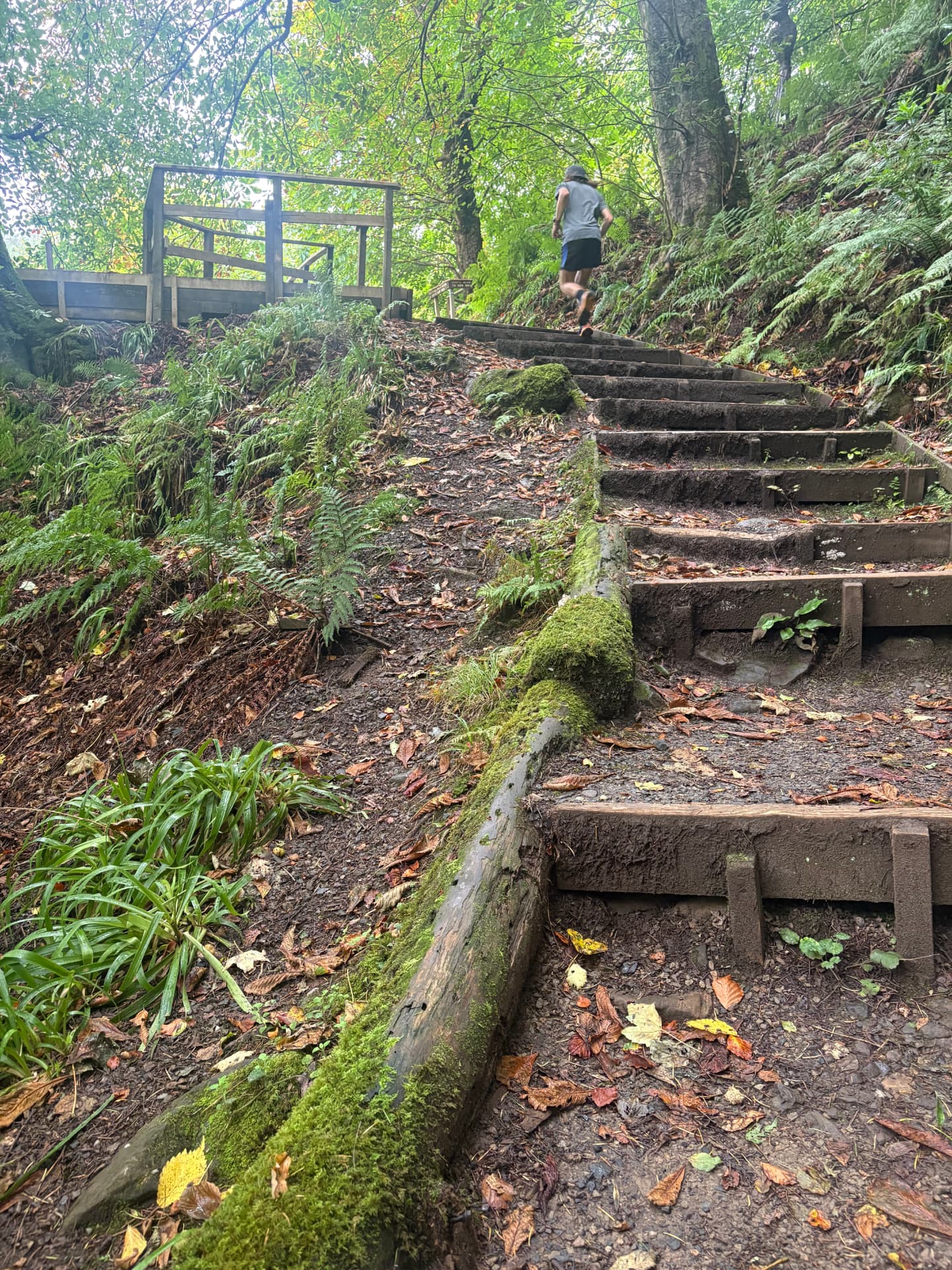 A runner climbing the wooden steps up through the woods at Kelburn