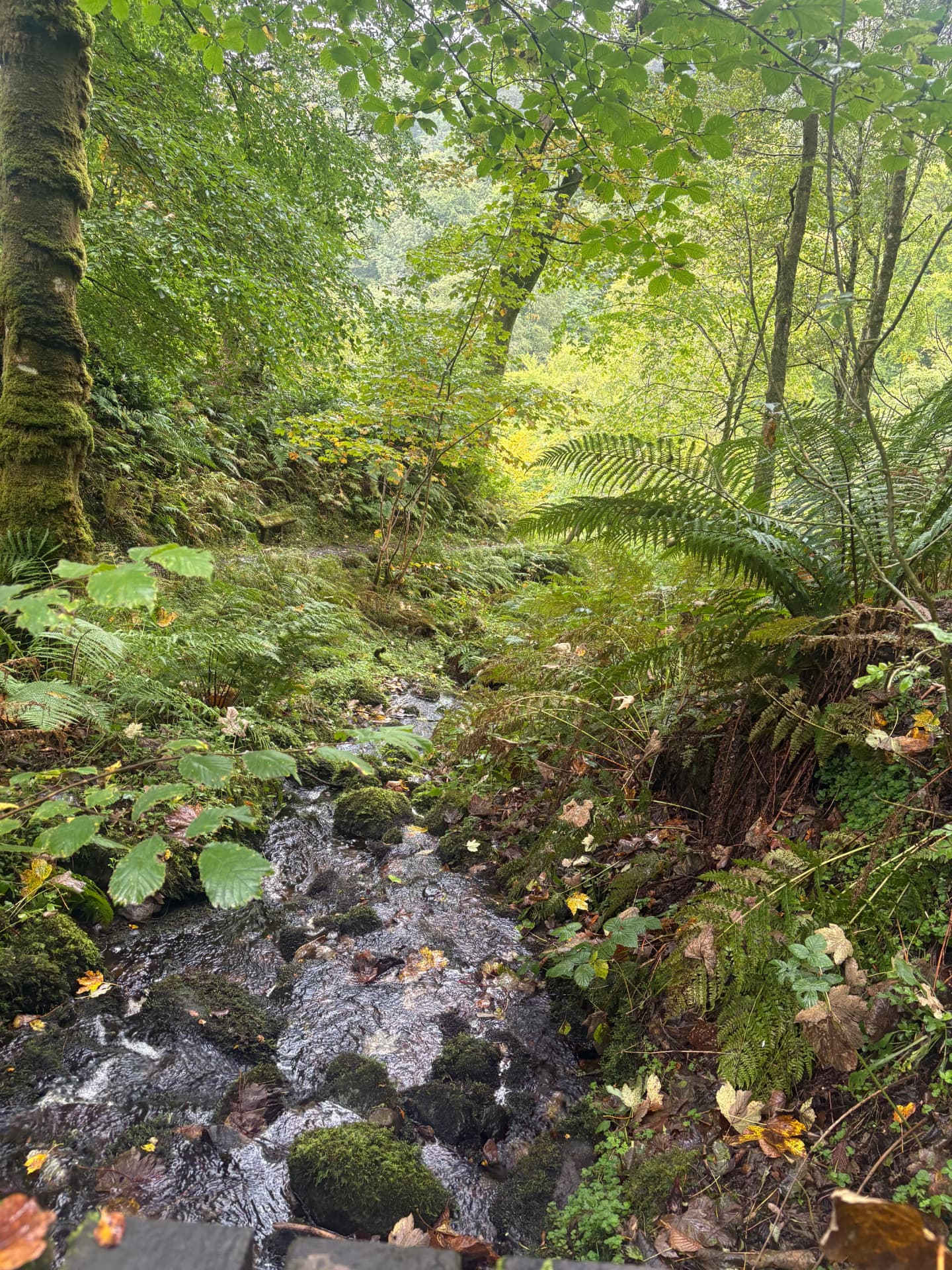 A mossy stream winding through ferns and autumn leaves in the woods at Kelburn