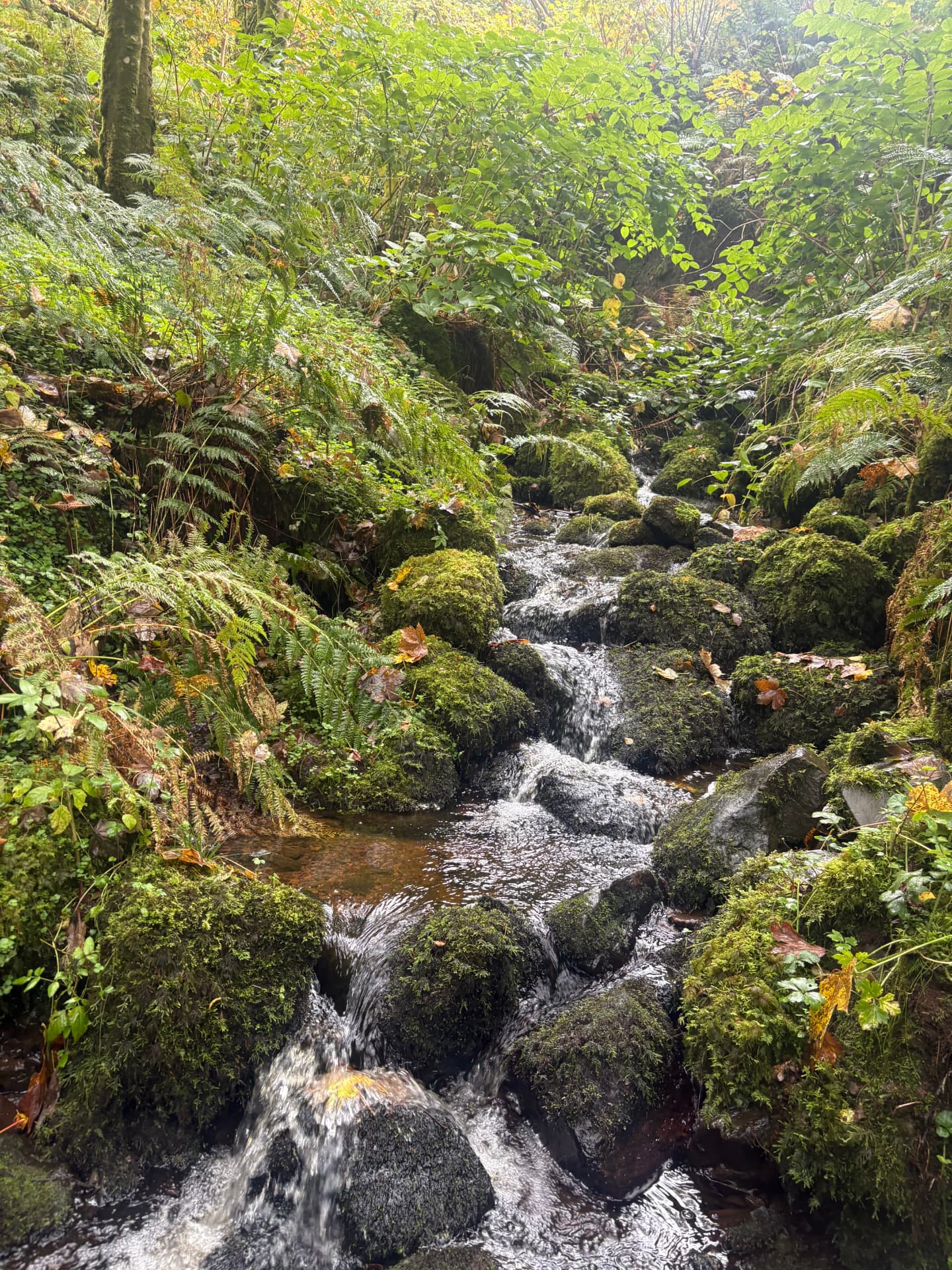 A mossy, leafy singletrack stream path in the woods at Kelburn